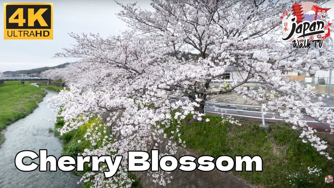 4K JAPAN WALK – Cherry Blossom Season 2023 Cherry Blossom Viewing by the River – Japan Walk TV 4K JAPAN WALK - Cherry Blossom Season 2023 Cherry Blossom Viewing by the River - Japan Walk TV
