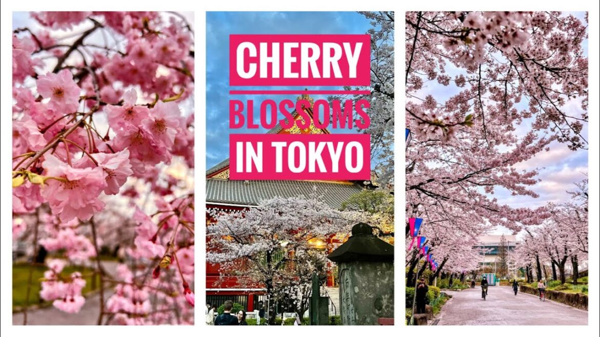 Cherry Blossom Season 2023 in Tokyo Japan Travel Tips Cherry Blossom Season 2023 in Tokyo Japan Travel Tips