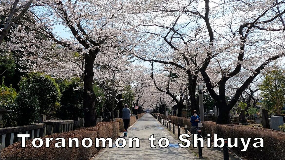 Japan Drive 4K - Cherry Blossoms 2023 Toranomon and Aoyama Cemetery