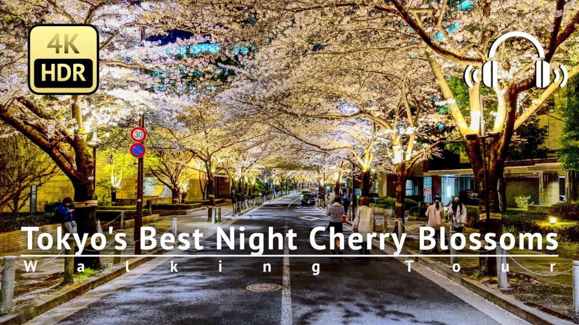 Tokyo’s Secret Spot for The Best Night Cherry Blossoms Walking Tour - Tokyo Japan [4K/HDR/Binaural]