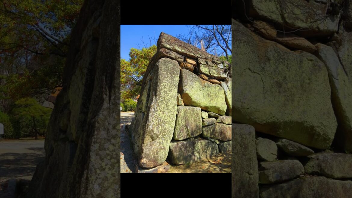 Cherry blossoms in Japan Okayama Castle  ปราสาทโอคายาม่าของญี่ปุ่น 桜の岡山城 #shorts #okayama