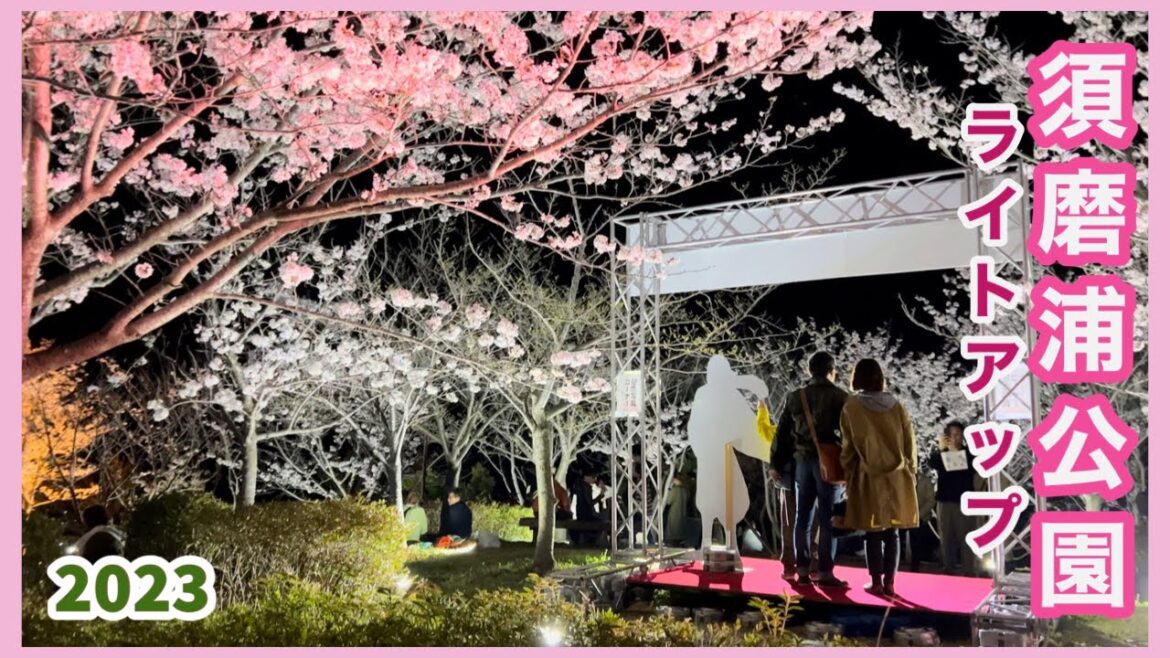 須磨浦公園ライトアップ/ 2023/ さくら/ 花見Sakura light up / Suma ura Park