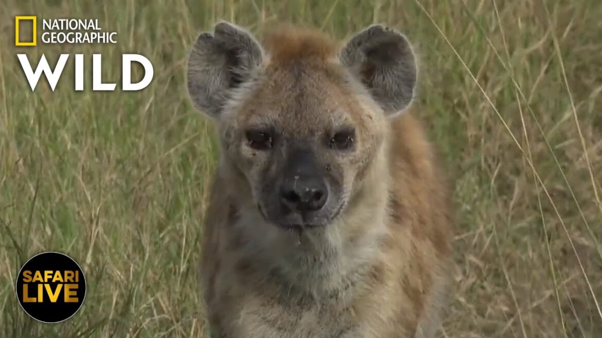Safari Live – Day 346 | Nat Geo Wild Safari Live - Day 346 | Nat Geo Wild