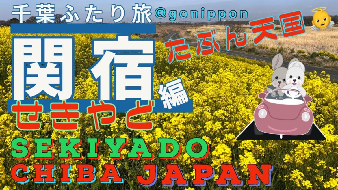 4K映像 2周年【千葉ふたり旅】天国来ちゃった⁉️ 関宿（せきやど）菜の花畑編　Amanda’s Time to walk in heavenly canola fields Chiba, Japan