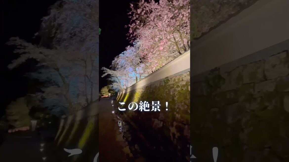 #来年行くならここ 大満開！#京都から30分#ランキング3位の桜の名所　#三井寺 #今日行くべきお花見