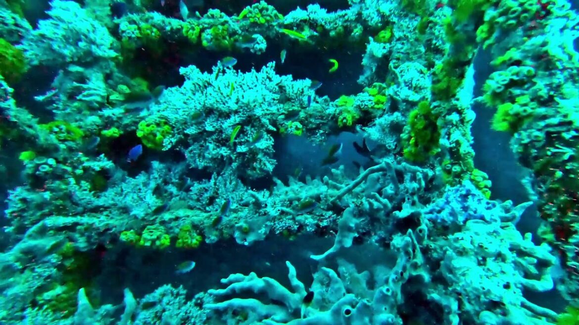 Lady Luck dive trip, Nov 2, 2019