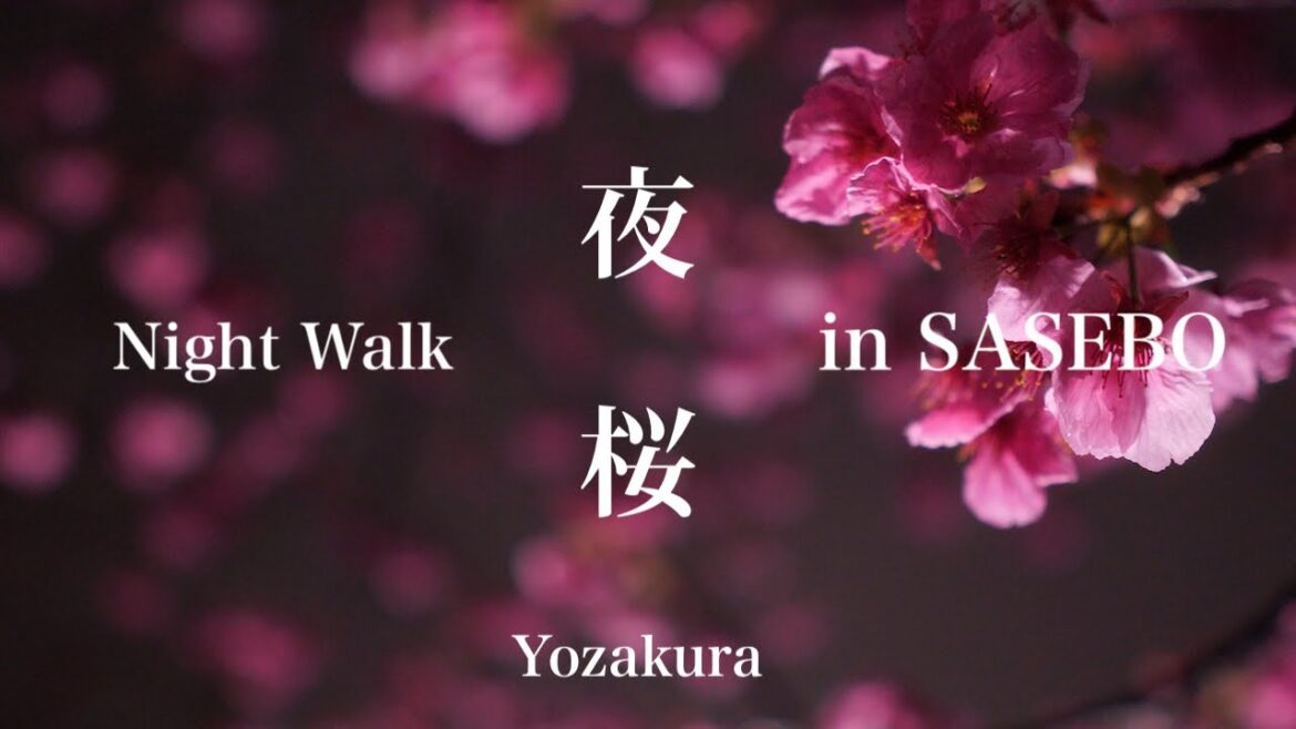 Night Walk 001【夜の散歩道 / 4K】佐世保・雨上がり夜桜篇