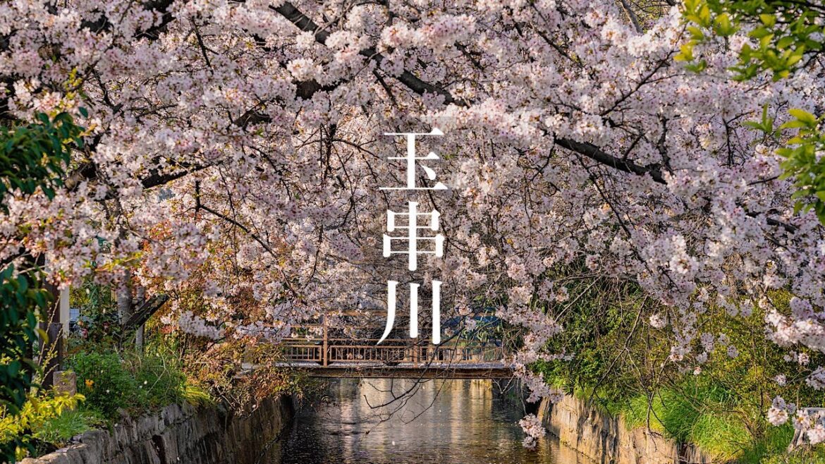 河内山本 玉串川の桜 2023 Osaka Walk - Tamakushi River Cherry Blossoms 4K HDR Japan