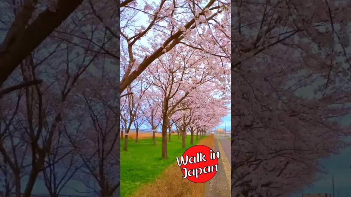 Cherry Blossoms in #Japan #shorts