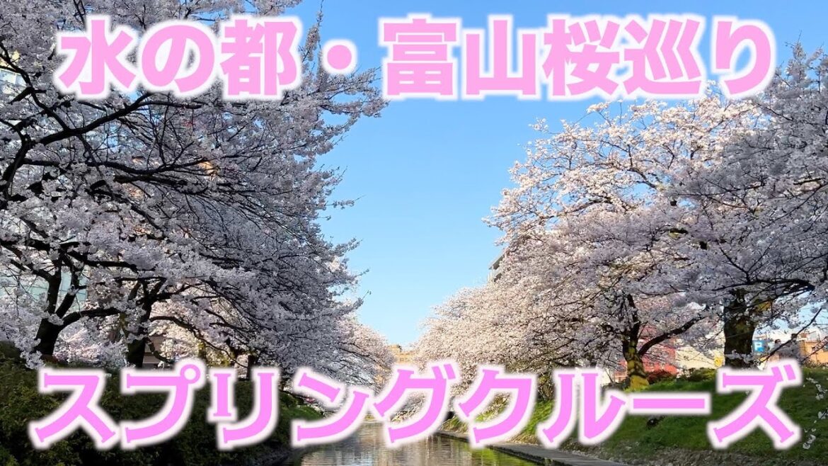 Cherry Blossom in Toyama City 2022🌸 Sakura Viewing Boat Tour.