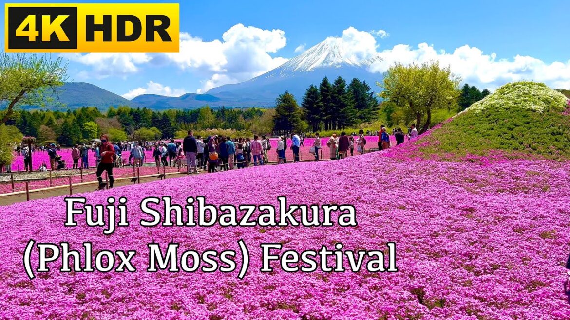 Fuji Shibazakura (Phlox Moss) Festival (4K HDR) 富士芝桜まつり Fuji Shibazakura (Phlox Moss) Festival (4K HDR) 富士芝桜まつり