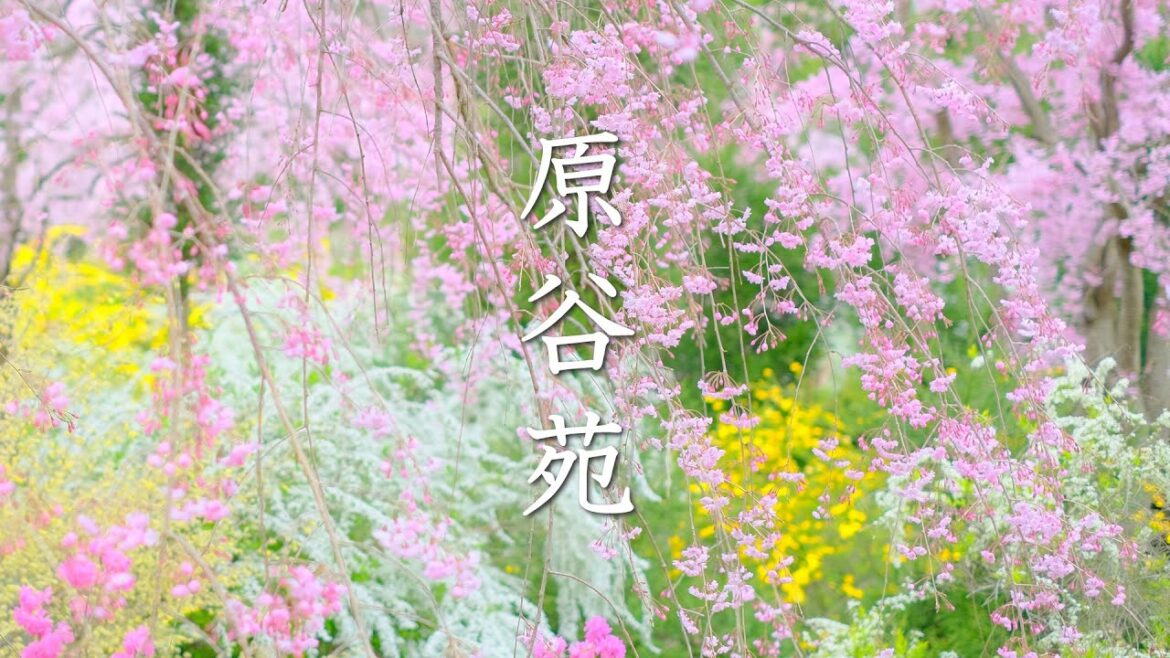 【京都で一番美しい桜の園】桃源郷のような原谷苑の桜 【京都で一番美しい桜の園】桃源郷のような原谷苑の桜