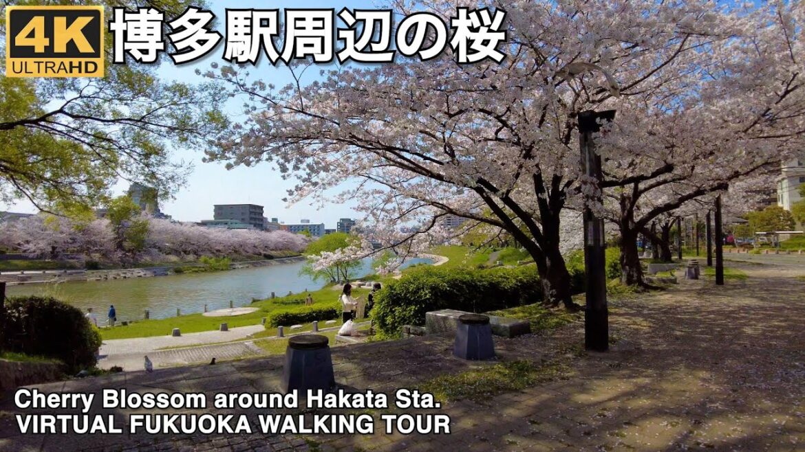 博多駅周辺さくら美野島4k virtual Fukuoka walking tour Minoshima around Hakata Sta. 博多駅周辺さくら美野島4k virtual Fukuoka walking tour Minoshima around Hakata Sta.