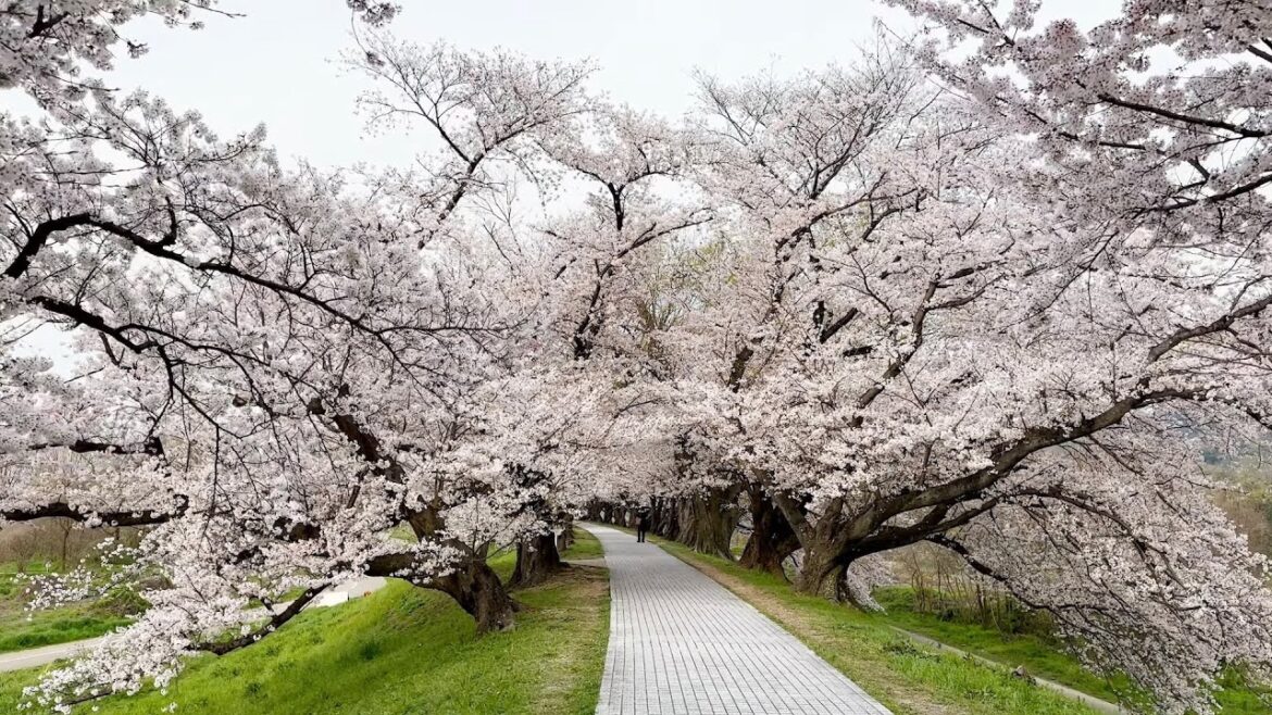 4K HDR Japan Kyoto Cherry Blossoms Tunnel | Sewaritei District | Bird Song Spring Vibes ASMR 4K HDR Japan Kyoto Cherry Blossoms Tunnel | Sewaritei District | Bird Song Spring Vibes ASMR