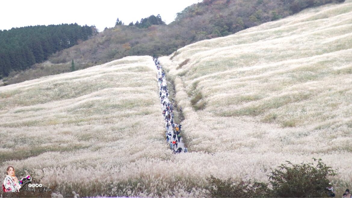 Txoj Kev Saib Paj Tauj Tawg Hakone [Sengokuhara Susuki grass fields]