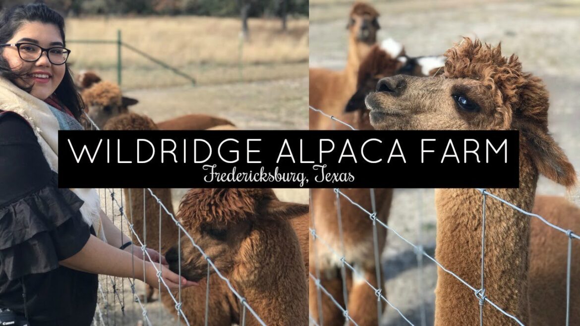 Wildflower Ridge Alpaca Farm-Fredericksburg, TX Vlog | Kassandra Marie Wildflower Ridge Alpaca Farm-Fredericksburg, TX Vlog | Kassandra Marie