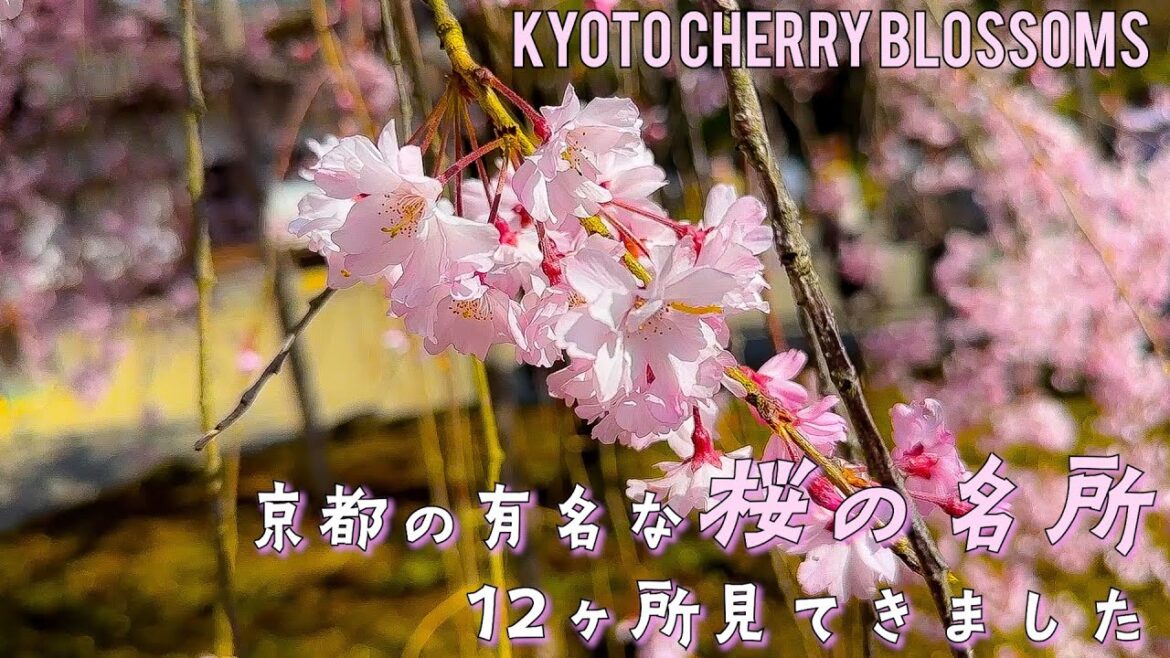 【2023京都有名桜の名所 】3月末、有名桜名所12ヶ所を周ってきました。嵐山/天龍寺/京都御苑/祇園白川/平安神宮/蹴上インクライン/南禅寺/水路閣/知恩院/高台寺/円山公園/清水寺/醍醐寺 【2023京都有名桜の名所 】3月末、有名桜名所12ヶ所を周ってきました。嵐山/天龍寺/京都御苑/祇園白川/平安神宮/蹴上インクライン/南禅寺/水路閣/知恩院/高台寺/円山公園/清水寺/醍醐寺