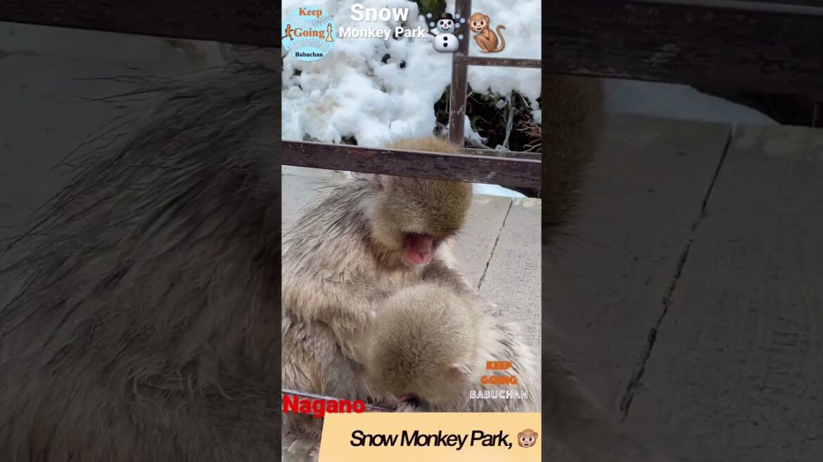 உலகத்திலேயே இங்கதான் குரங்கு சுடு தண்ணீரில் குளிக்குதான்🐵🇯🇵Snow Monkey Park in Nagano Japan