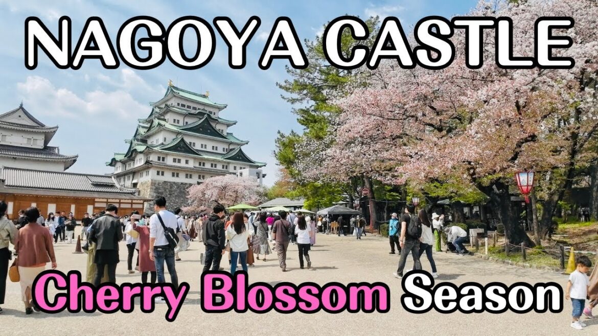 【4K】Strolling Through Nagoya Castle During Cherry Blossom Season | Japan | Aichi