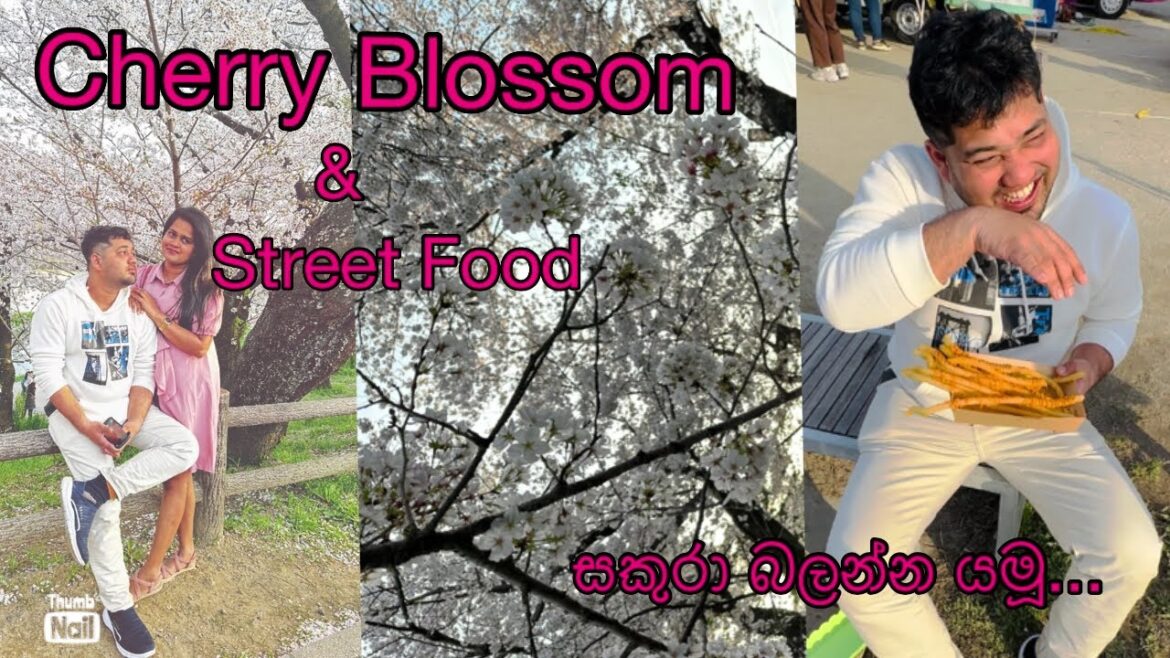 Cherry Blossom 🌸 | Street Food | සකුරා බලන්න යමුද..