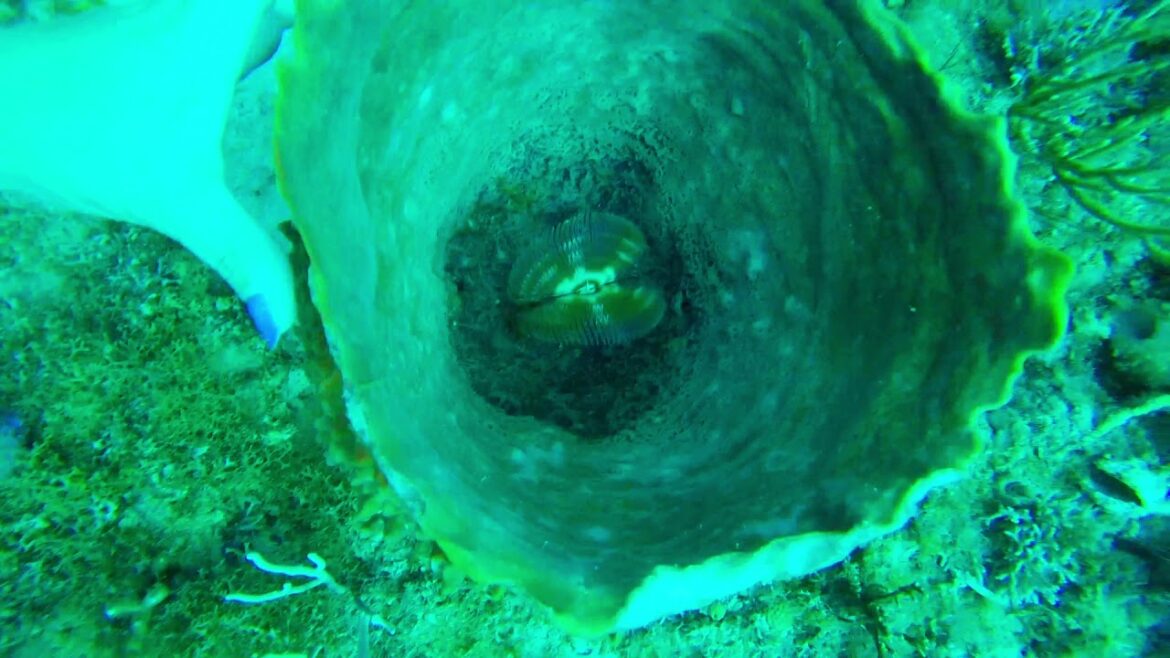 The Breakers dive trip