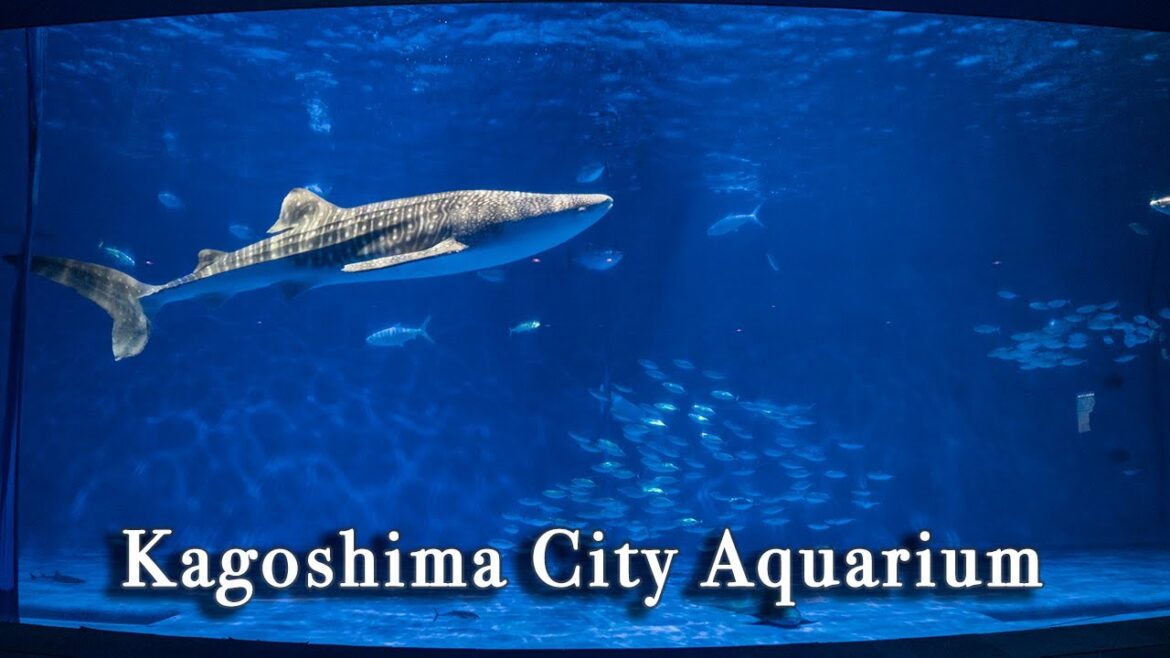 Kagoshima City Aquarium Japan【Full Tour in 4k】