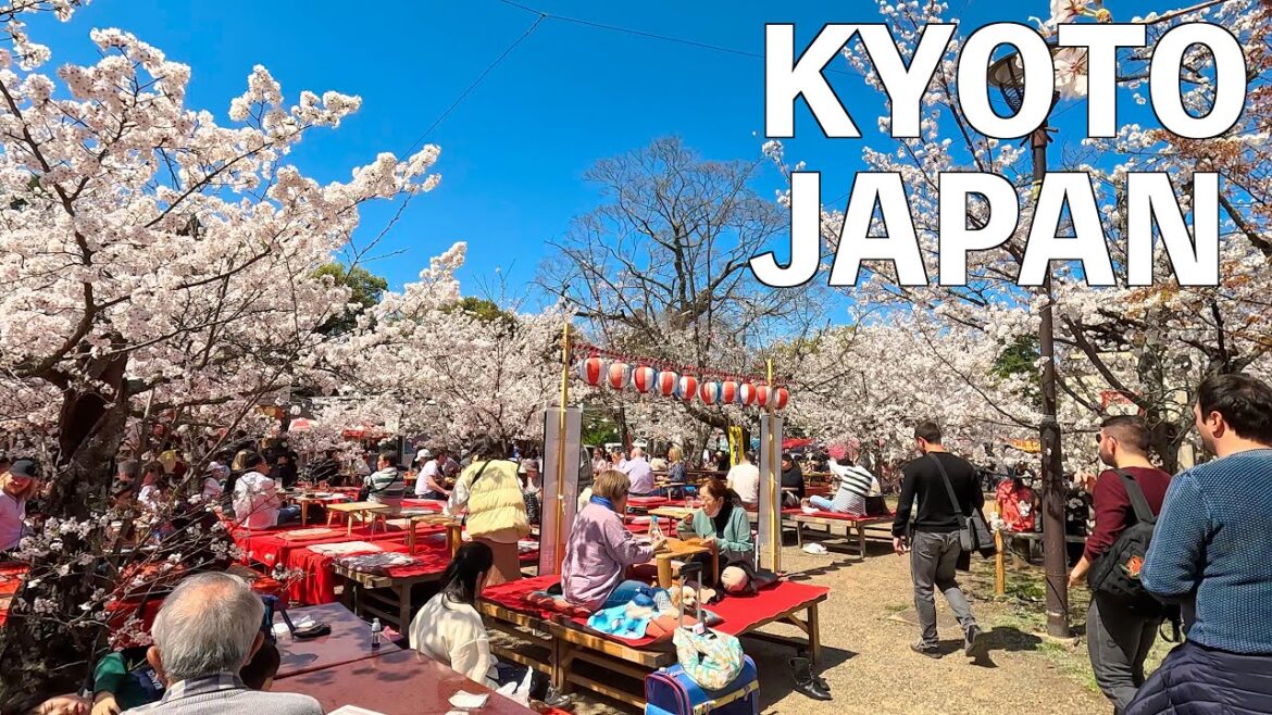 【4K】Kyoto Maruyama Park Cherry Blossom Walking Tour | JAPAN 2023 【4K】Kyoto Maruyama Park Cherry Blossom Walking Tour | JAPAN 2023
