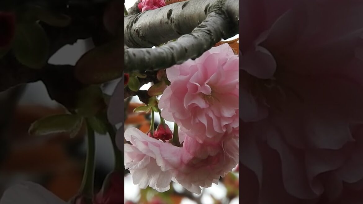 Relaxing Japanese Best Sleep #shorts #asmr #japanese Relaxing Japanese Best Sleep #shorts #asmr #japanese