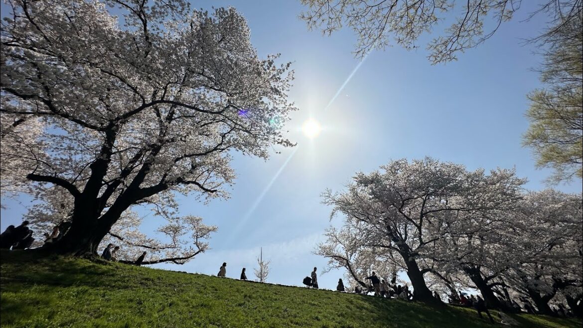Have you ever seen ? This is Kyoto !