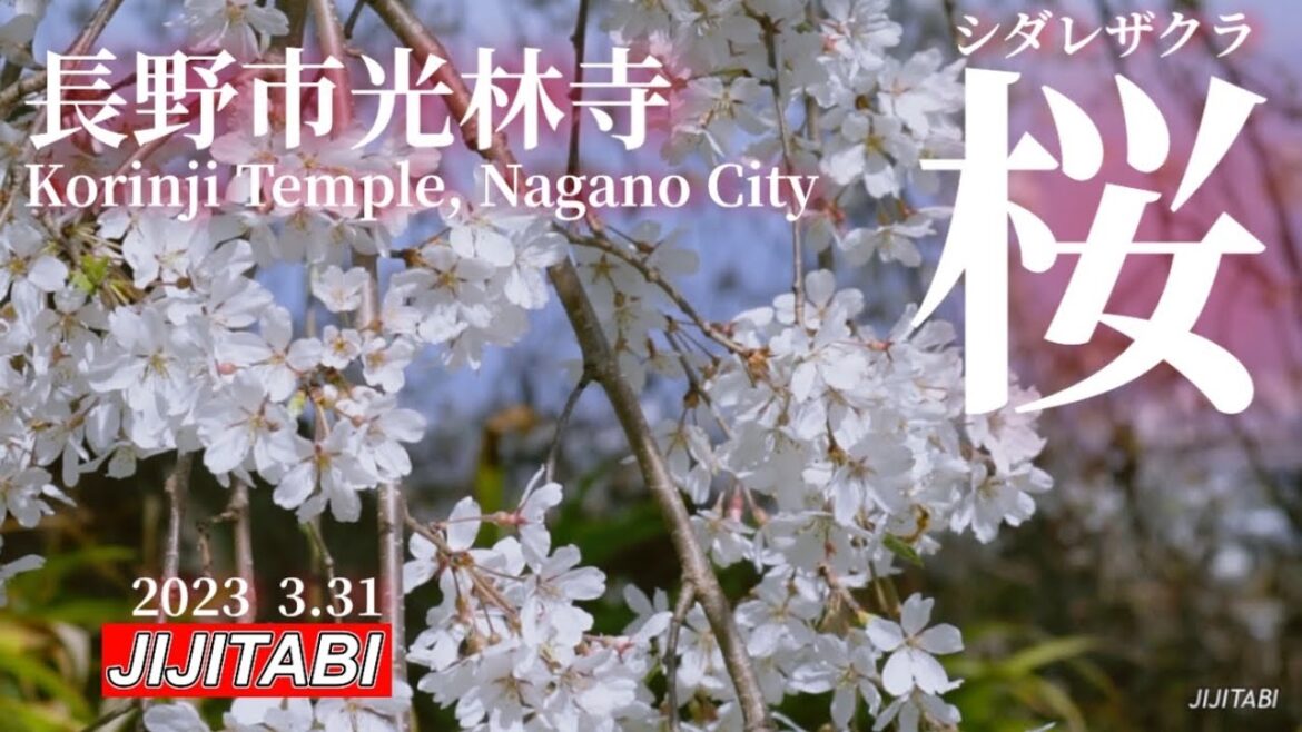 長野市光林寺【シダレザクラ】Weeping cherry tree at Kourinji temple in Nagano, Japan