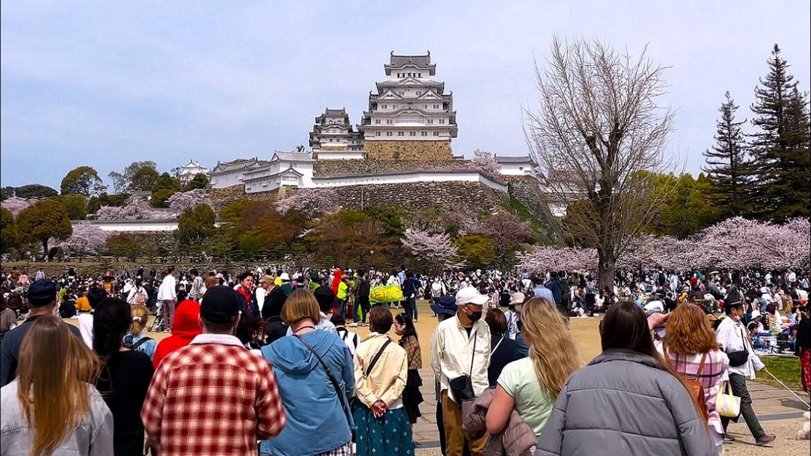 4K【桜満開/姫路城/2023】4/2(日)
