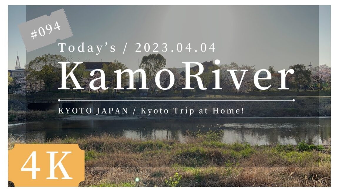 〓 4K 〓 2023.04.04.  KYOTO KAMO RIVER. 京都 鴨川 荒神橋  荒神口 川端通り  桜 開花情報 cherry blossom