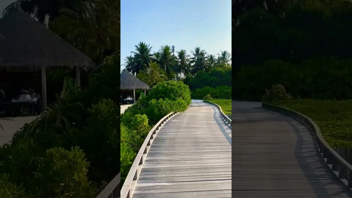 maldives travel vlog🇲🇻