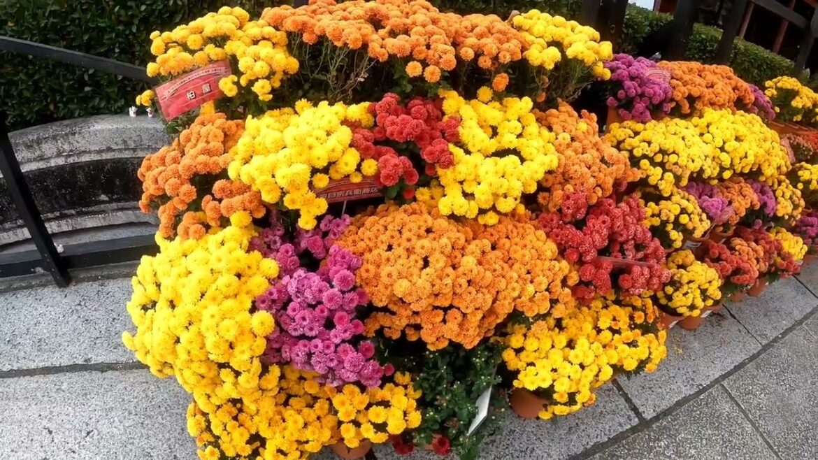 Chrysanthemum Festival at Kasama Inari Shrine walking tour.  #walkingtour #walkingtourjapan 笠間稲荷神社