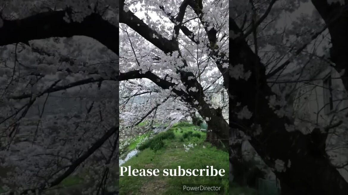 【KYOTO】cherry blossom #japan #travel #pleasesubscribe #spring #shorts #walking