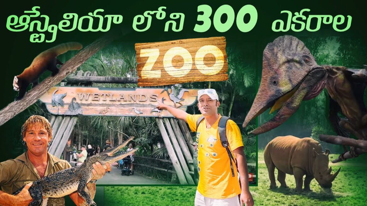 brisbane australia city tour | Steve irwin zoo australia