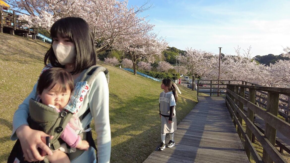 2023 Cherry Blossoms | Walk Around at Toyookako Park, Gamagori, Aichi, Japan