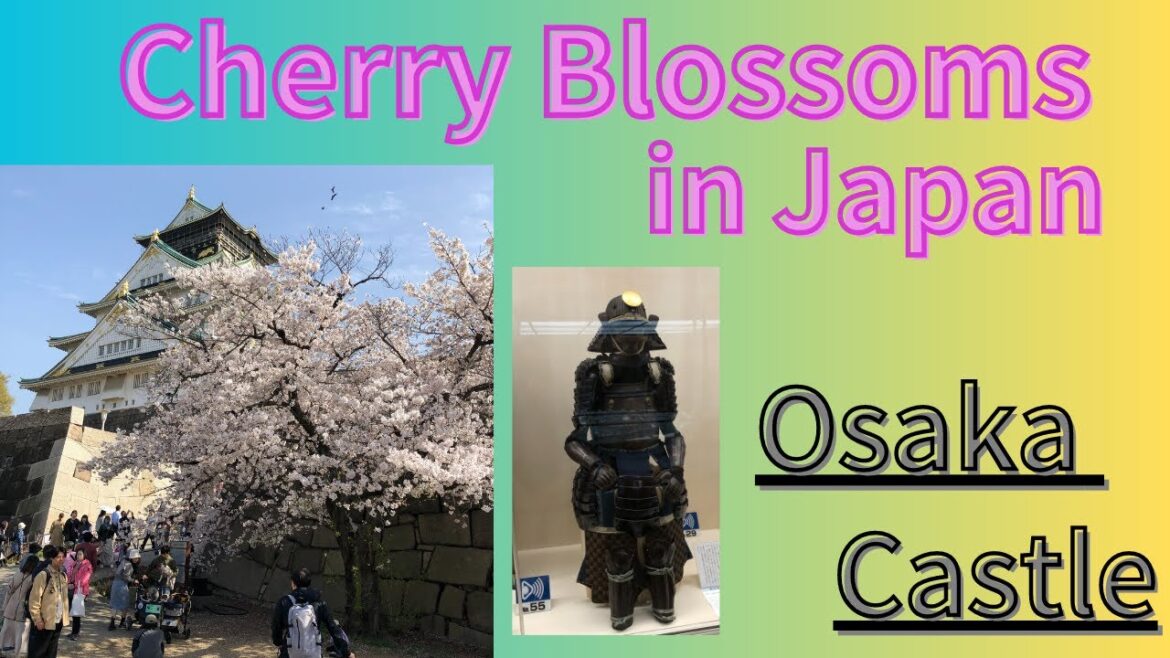 The Beauty of Osaka Castle’s Cherry Blossoms.