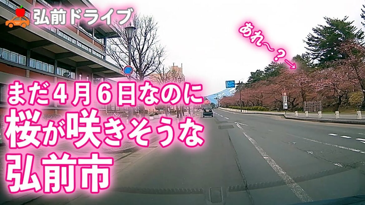 【青森県弘前市】2023年4月6日 桜が今にも咲きそうな弘前公園外濠をドライブ! #ドラレコ #弘前 #桜 【青森県弘前市】2023年4月6日 桜が今にも咲きそうな弘前公園外濠をドライブ! #ドラレコ #弘前 #桜