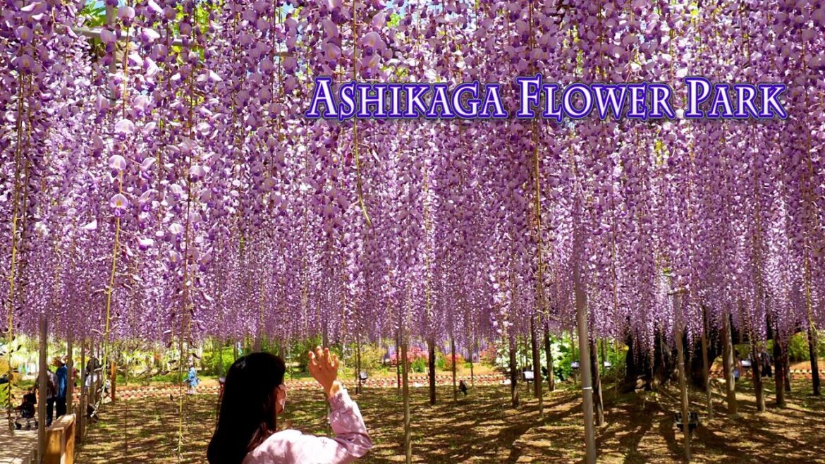 ASHIKAGA FLOWER PARK 2021, Episode-1 "O-Fuji wisterias are in full bloom". #4K #あしかがフラワーパーク #藤