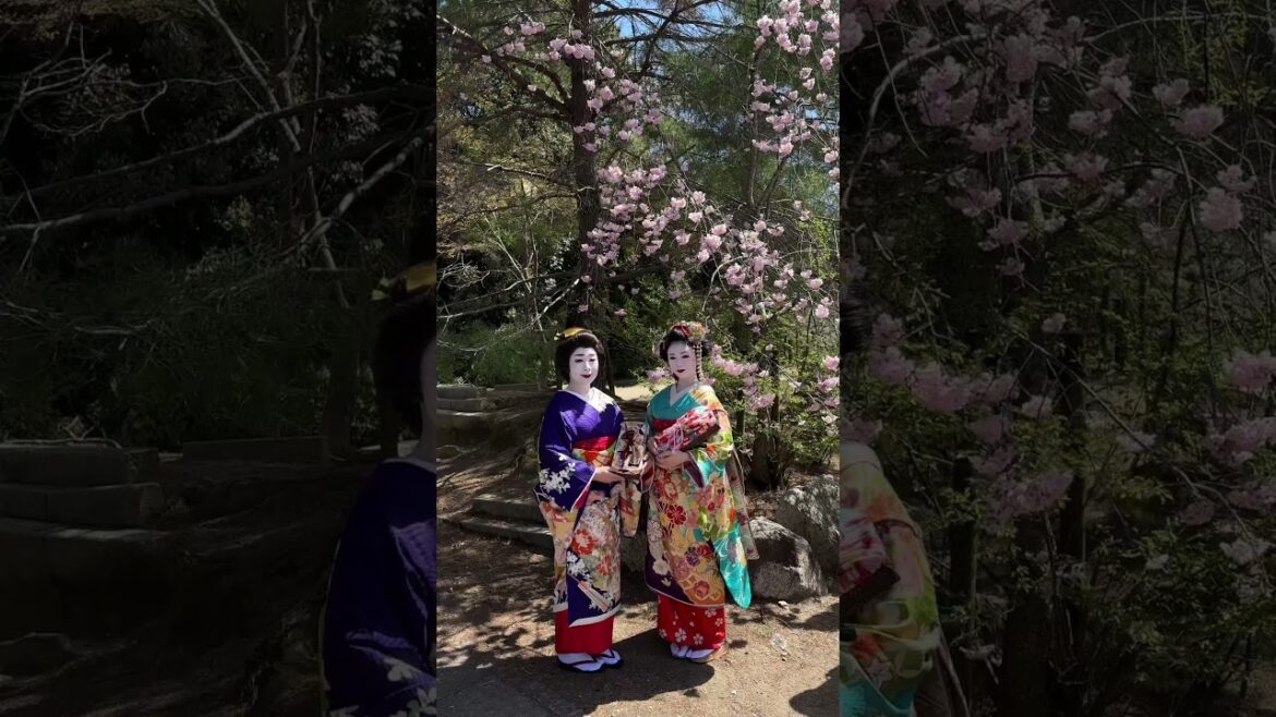 Geisha in Japan Street. #geisha #kyoto #japan #travel #traditional #2023 #spring #thingstodo