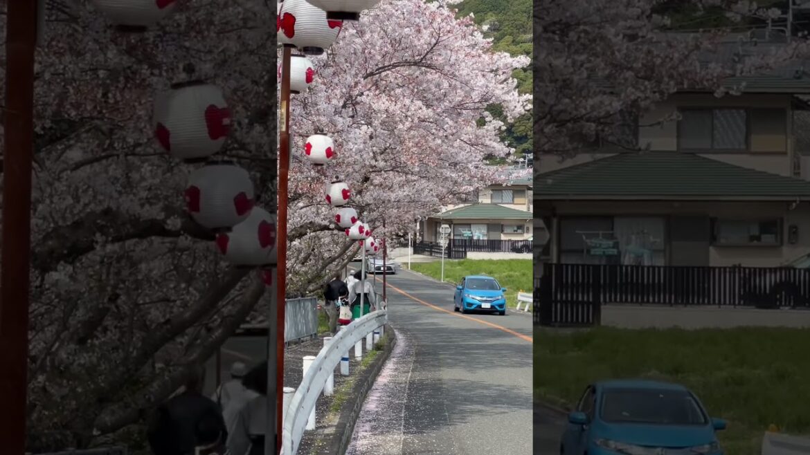 櫻吹雪好漂亮………..                           #日本 #大阪 #觀光 #旅遊#osaka #japan #travel #櫻花 #櫻吹雪 #sakura #さくら #花見