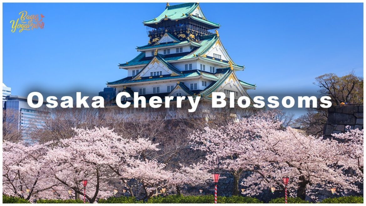OSAKA CHERRY BLOSSOMS - SHORT WALKING SAKURA TOUR AT OSAKA CASTLE PARK