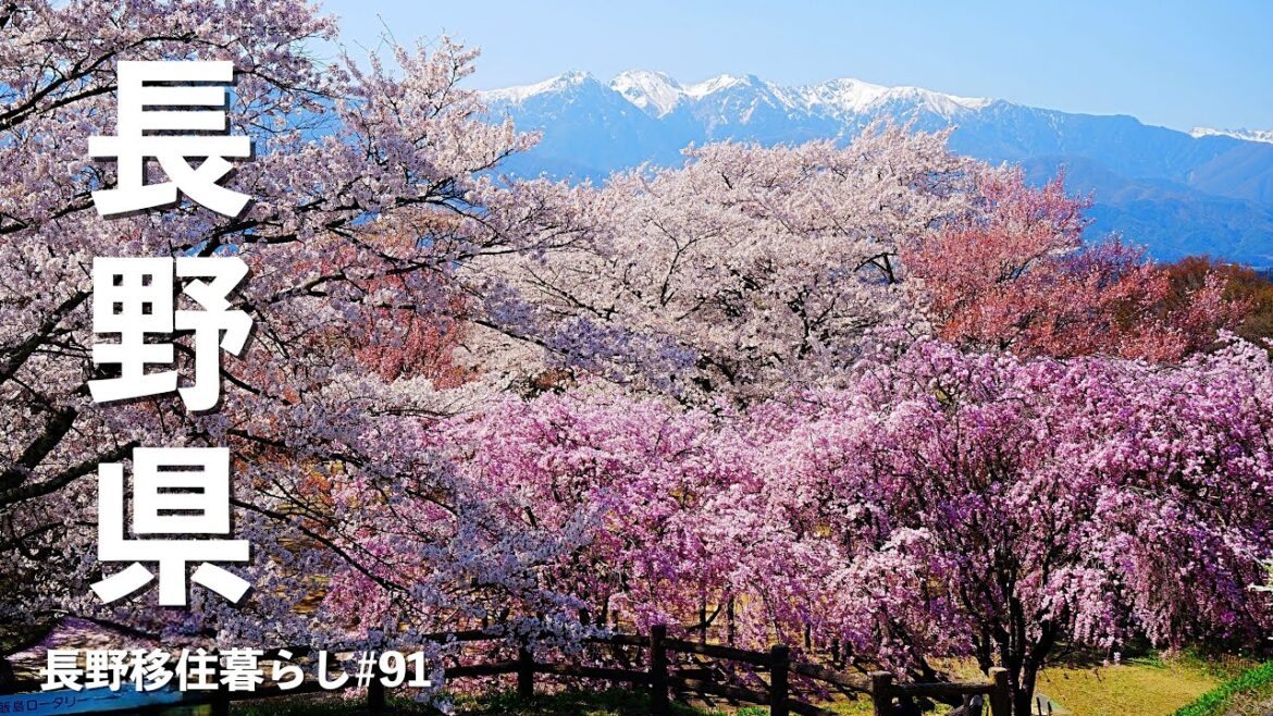 【長野移住】満開の高遠&伊那谷の桜を見に行ったらすごかった!!|高遠|お花見|ドライブ|田舎暮らし|長野県|4K 【長野移住】満開の高遠&伊那谷の桜を見に行ったらすごかった!!|高遠|お花見|ドライブ|田舎暮らし|長野県|4K