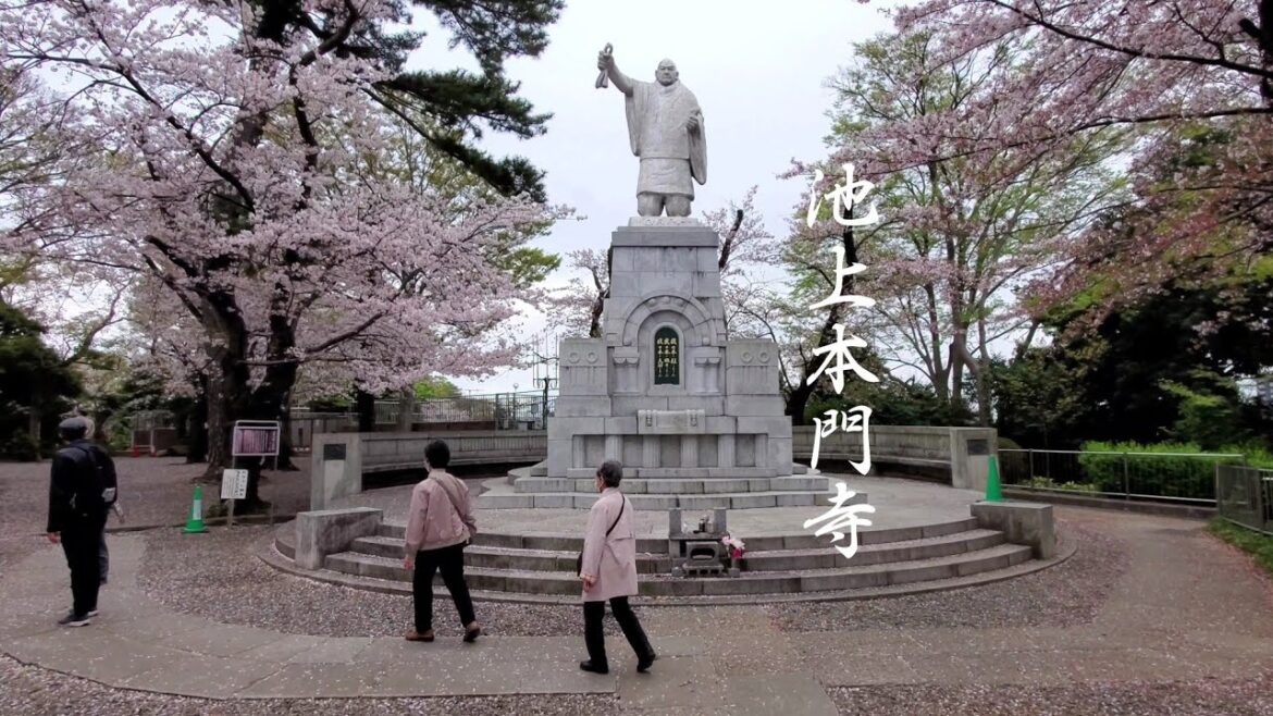 【池上本門寺】満開の桜を訪ねて…(tokyo Japan)