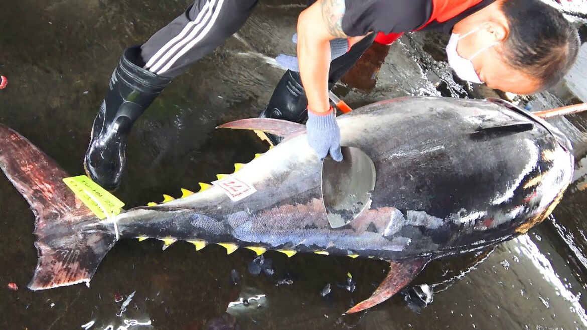 How to Remove 600 lb Giant Bluefin Tuna's Scales and Breakdown