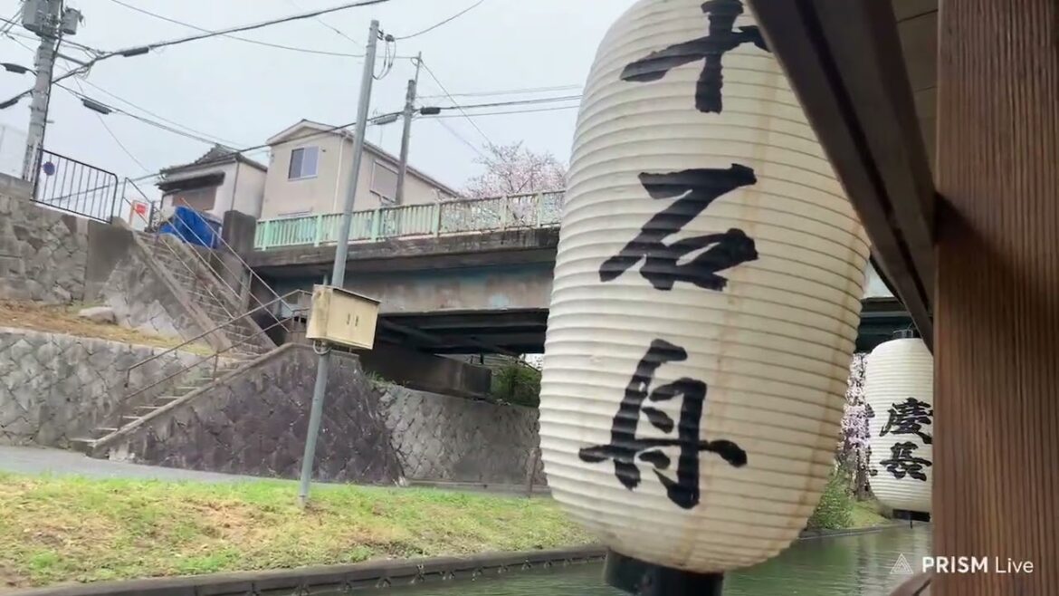 🌸 Cherry Blossoms 🌸 Kyoto