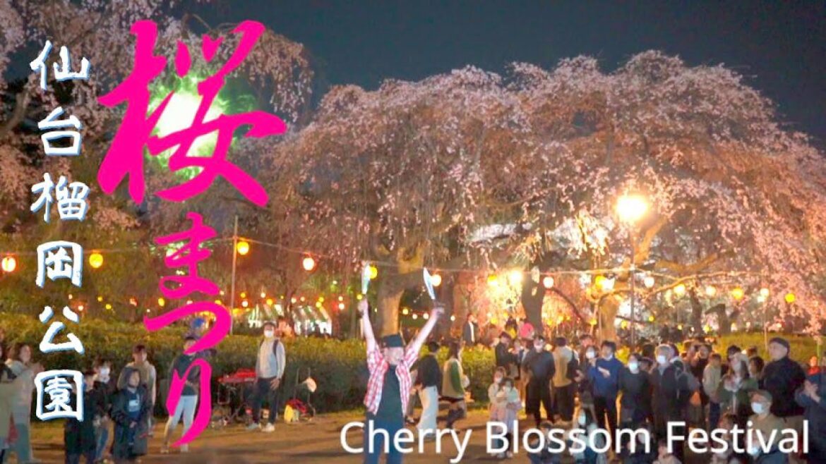 夜桜満開「榴岡（つつじがおか）公園」さくら祭り宮城県仙台市 Tsutsujigaoka Park Cherry Blossom Festival