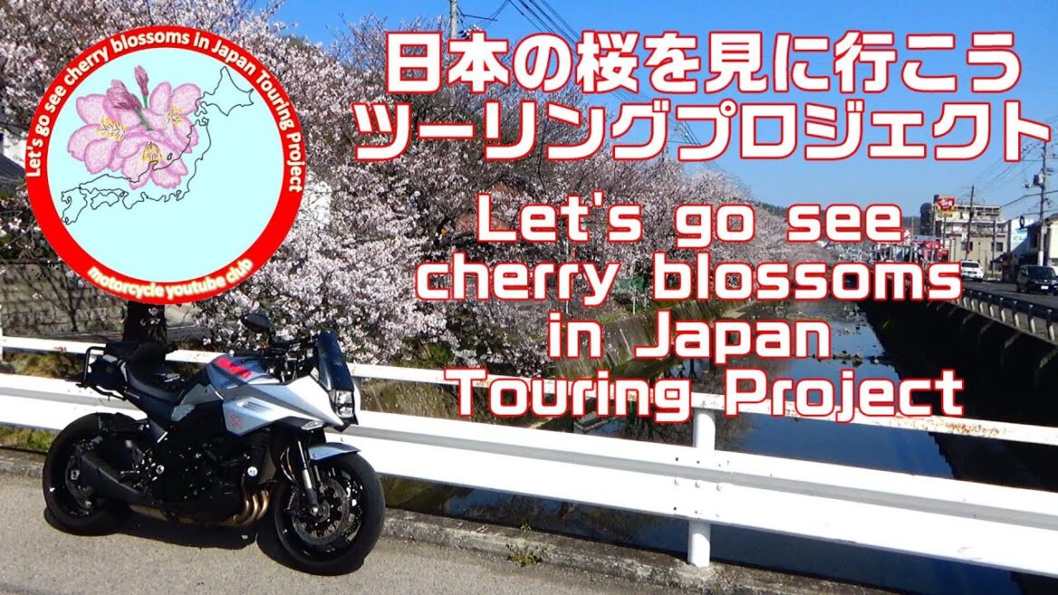 #尾道 #桜 日本の桜を見に行こう!Let’s go see the cherry blossoms in Japan! #日本の桜を見に行こうツーリングプロジェクト #尾道 #桜 日本の桜を見に行こう!Let's go see the cherry blossoms in Japan! #日本の桜を見に行こうツーリングプロジェクト