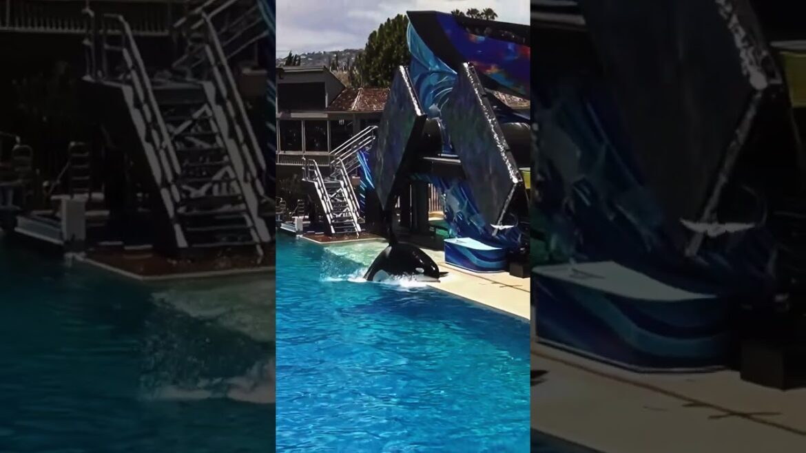 Orca Whale Slow Mo Slide at SeaWorld CALIFORNIA Orca Whale Slow Mo Slide at SeaWorld CALIFORNIA